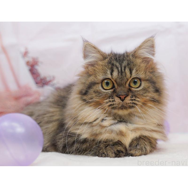 販売中の千葉県のミヌエット-132593の9枚目