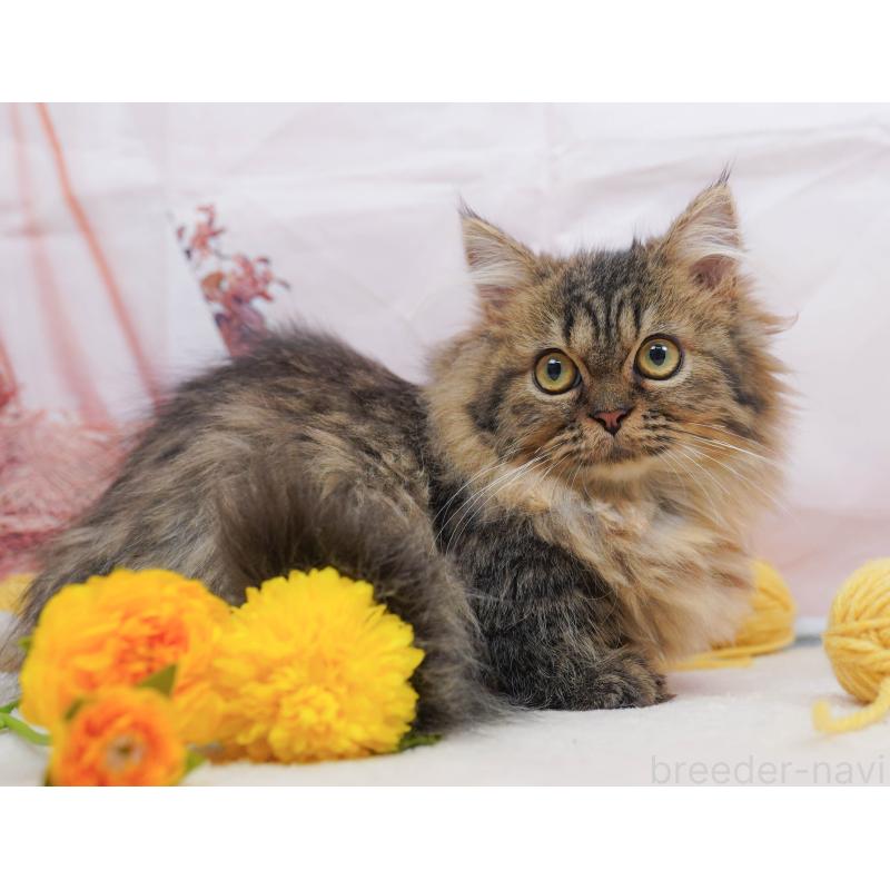 販売中の千葉県のミヌエット-132593の8枚目