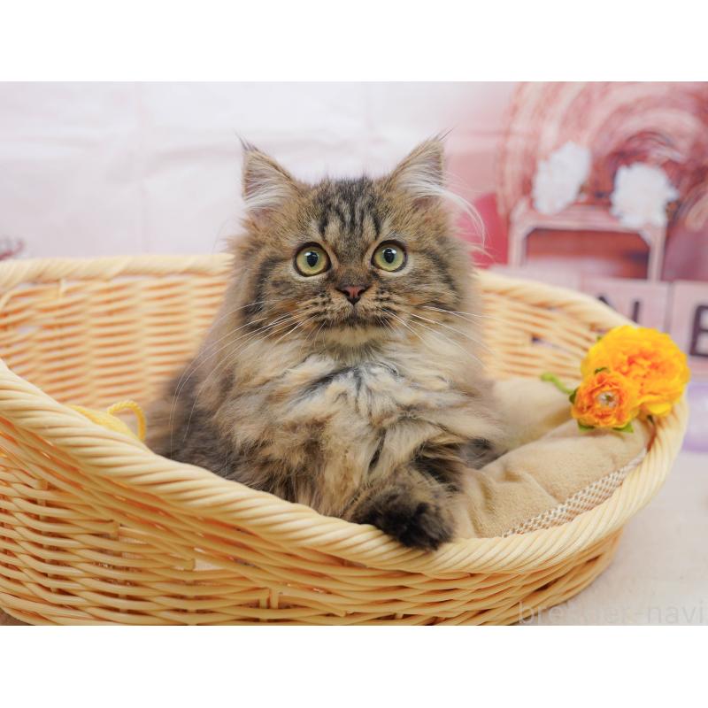 販売中の千葉県のミヌエット-132593の7枚目