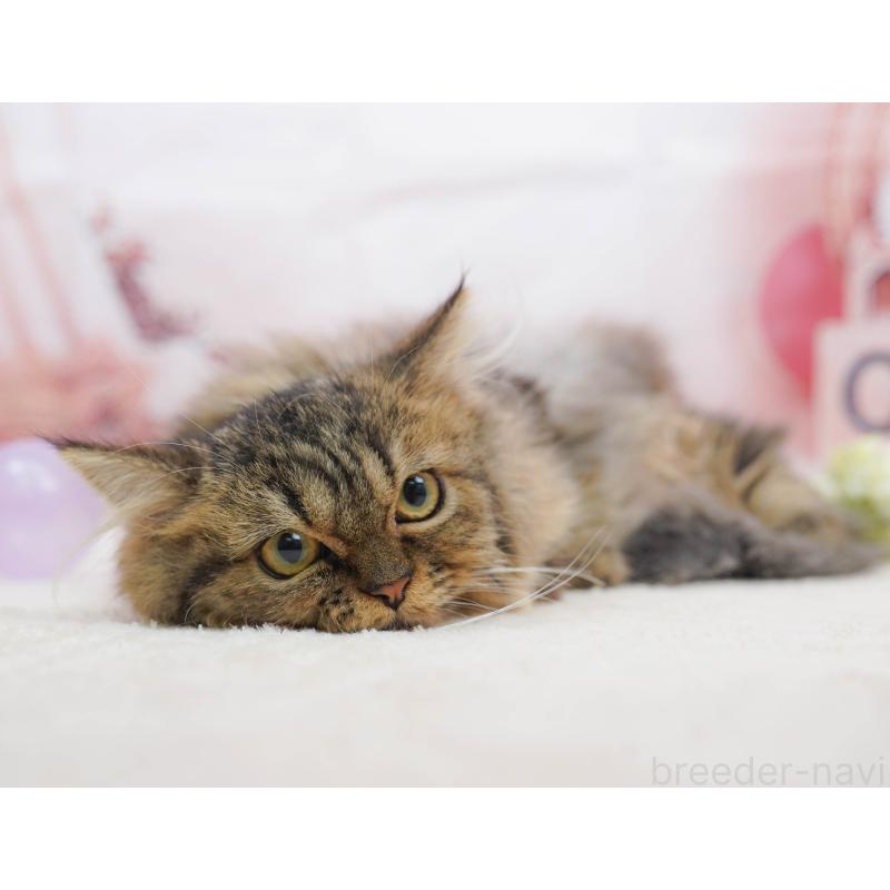 販売中の千葉県のミヌエット-132593の6枚目