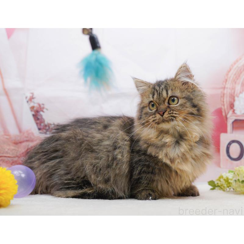 販売中の千葉県のミヌエット-132593の5枚目