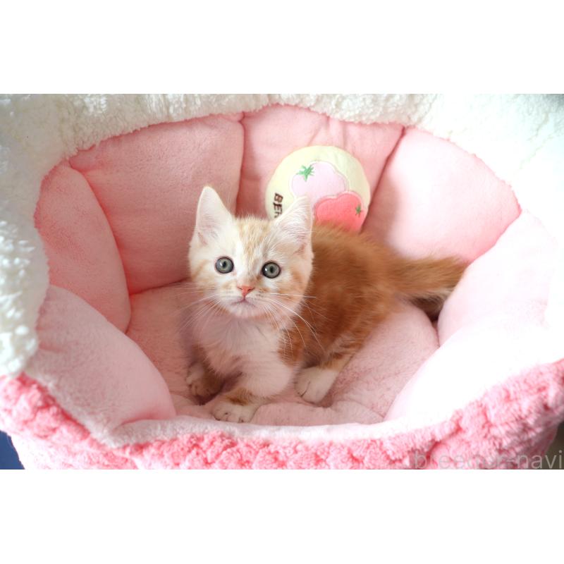 販売中の大阪府のマンチカン(短足)-130838