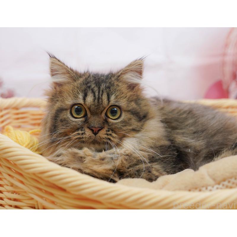 販売中の千葉県のミヌエット-132593の4枚目