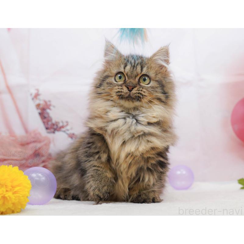 販売中の千葉県のミヌエット-132593の3枚目