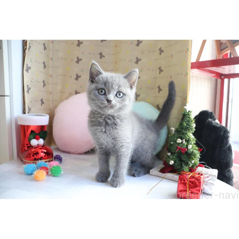 販売中の大阪府のブリティッシュショートヘア-130941