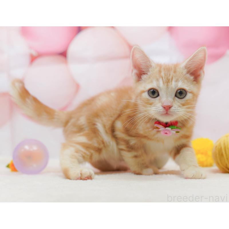 成約済の千葉県のアメリカンショートヘア-132591の1枚目