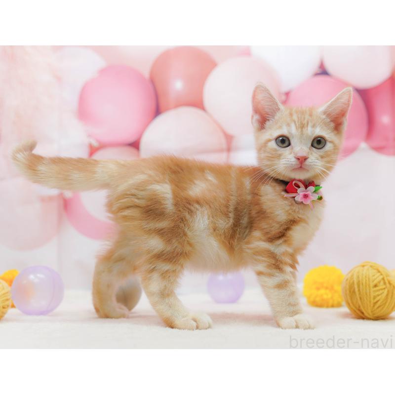 成約済の千葉県のアメリカンショートヘア-132591の8枚目