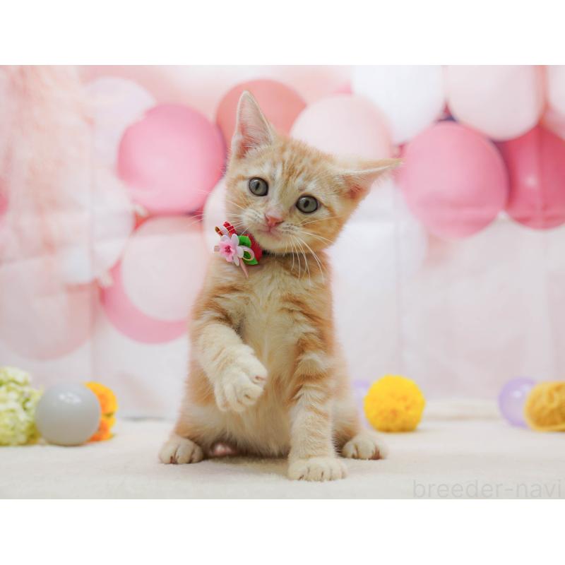 成約済の千葉県のアメリカンショートヘア-132591の3枚目