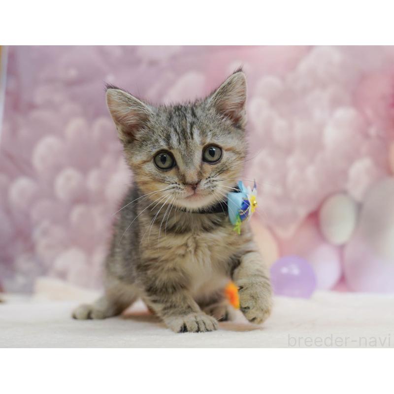 販売中の千葉県のアメリカンショートヘア-132589