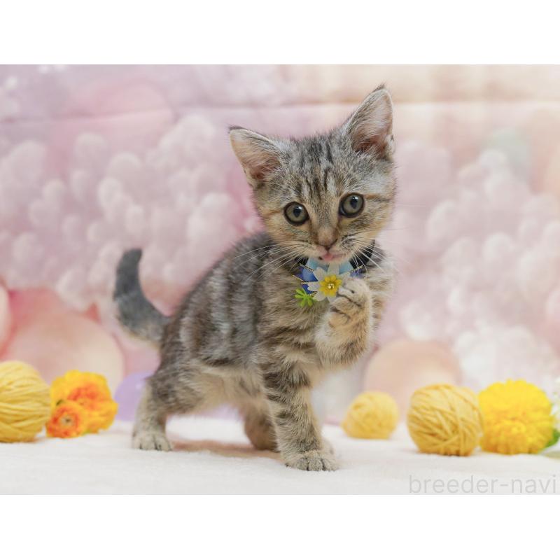 販売中の千葉県のアメリカンショートヘア-132589の9枚目