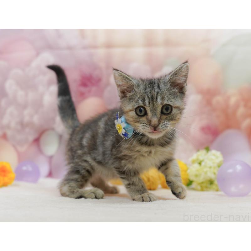 販売中の千葉県のアメリカンショートヘア-132589の8枚目