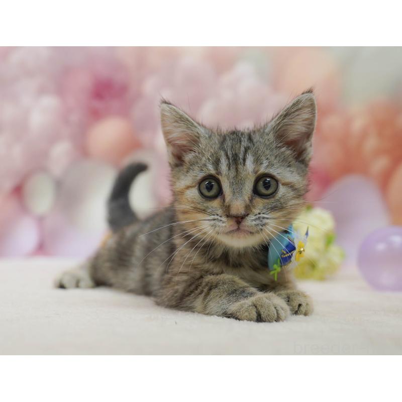 販売中の千葉県のアメリカンショートヘア-132589の7枚目