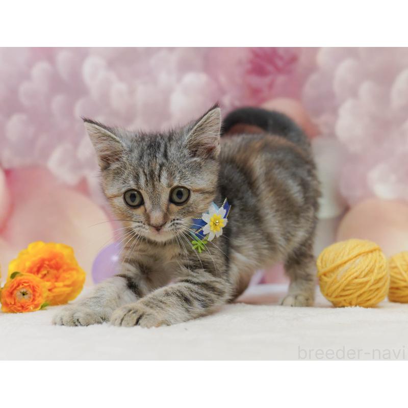 販売中の千葉県のアメリカンショートヘア-132589の6枚目