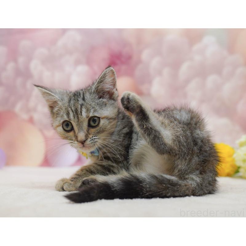 販売中の千葉県のアメリカンショートヘア-132589の5枚目