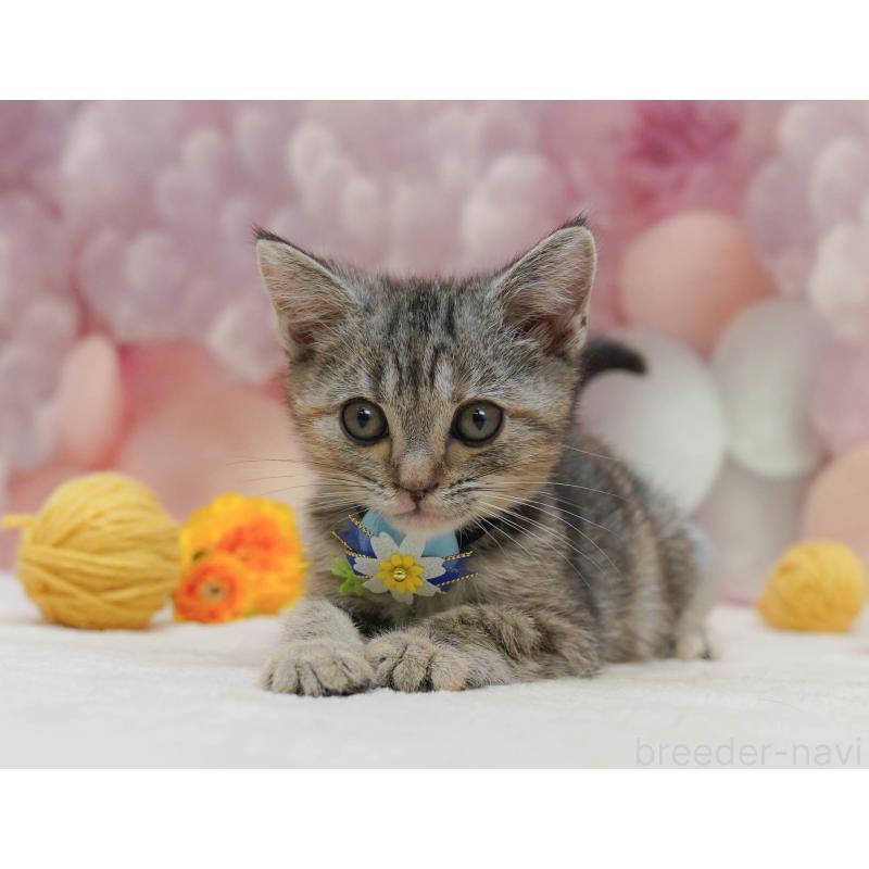 販売中の千葉県のアメリカンショートヘア-132589の4枚目