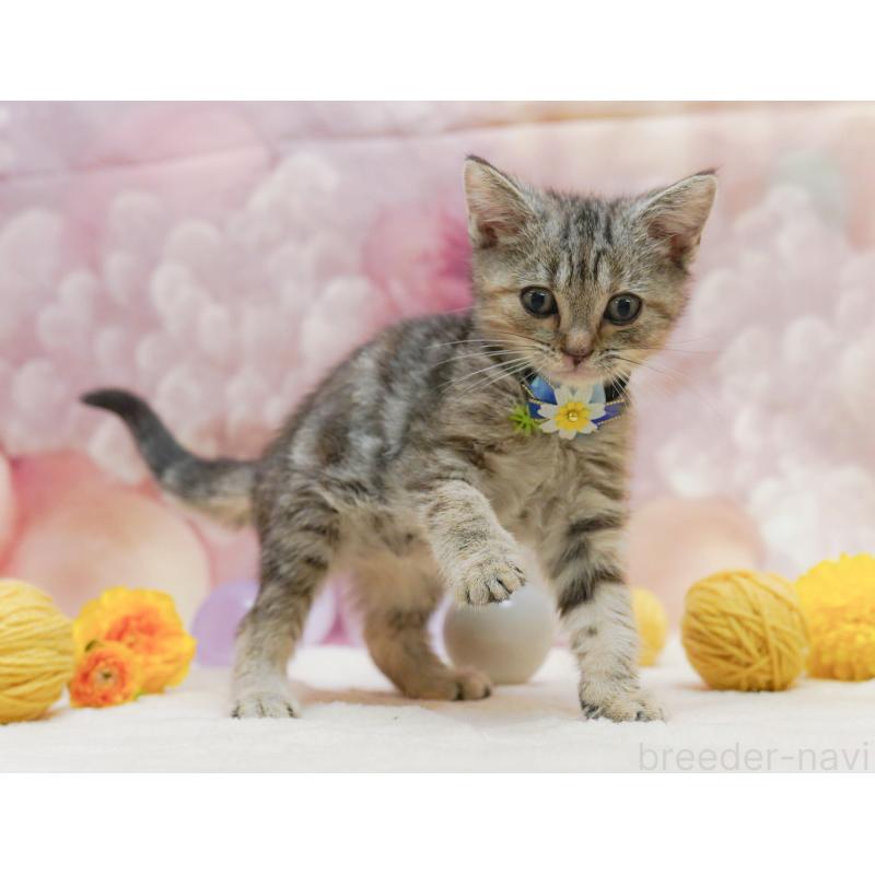 販売中の千葉県のアメリカンショートヘア-132589の3枚目