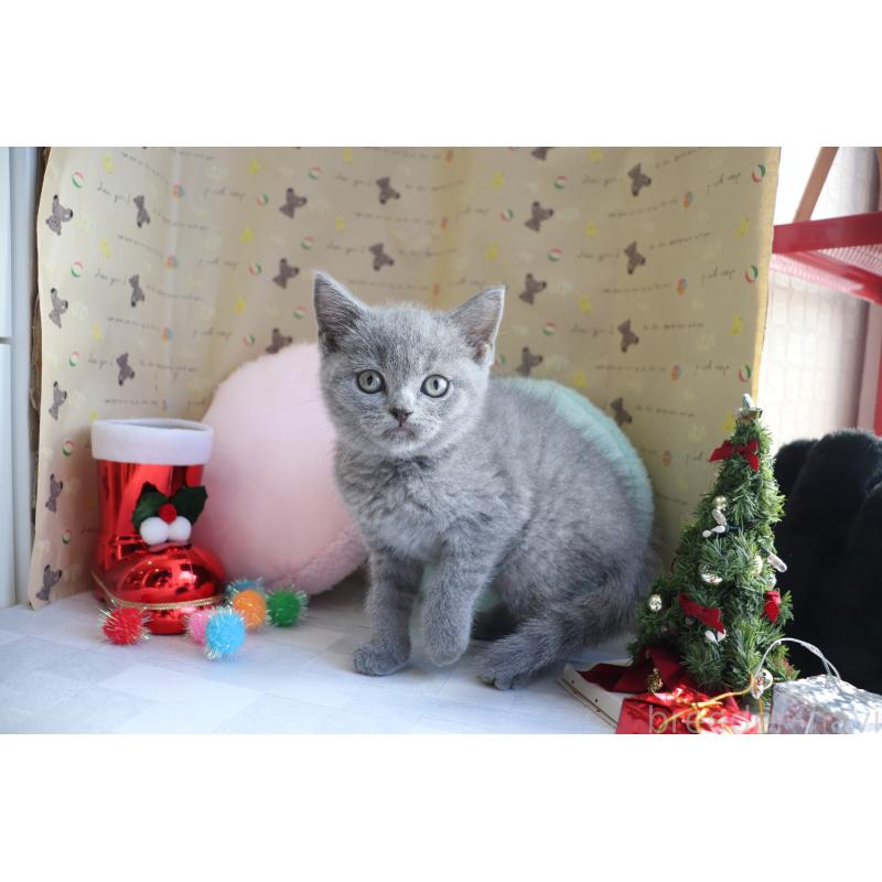 販売中の大阪府のブリティッシュショートヘア-130944