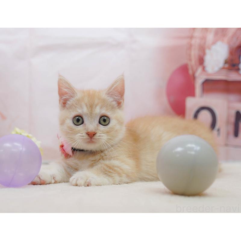 販売中の千葉県のマンチカン-132583の1枚目