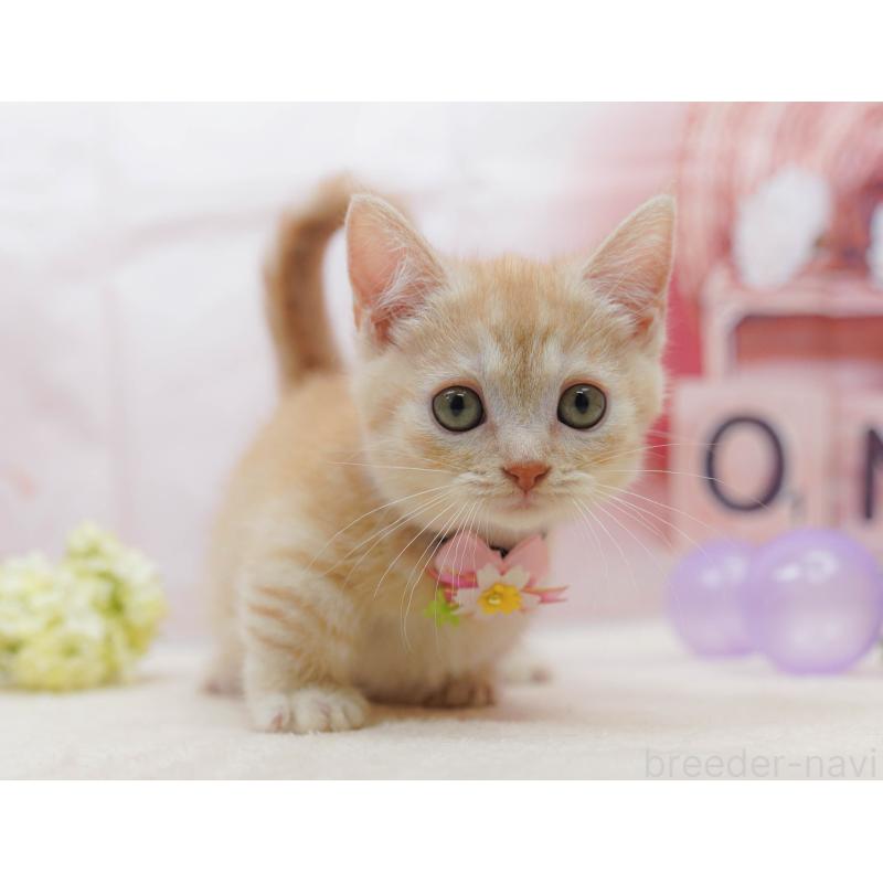 販売中の千葉県のマンチカン-132583の11枚目