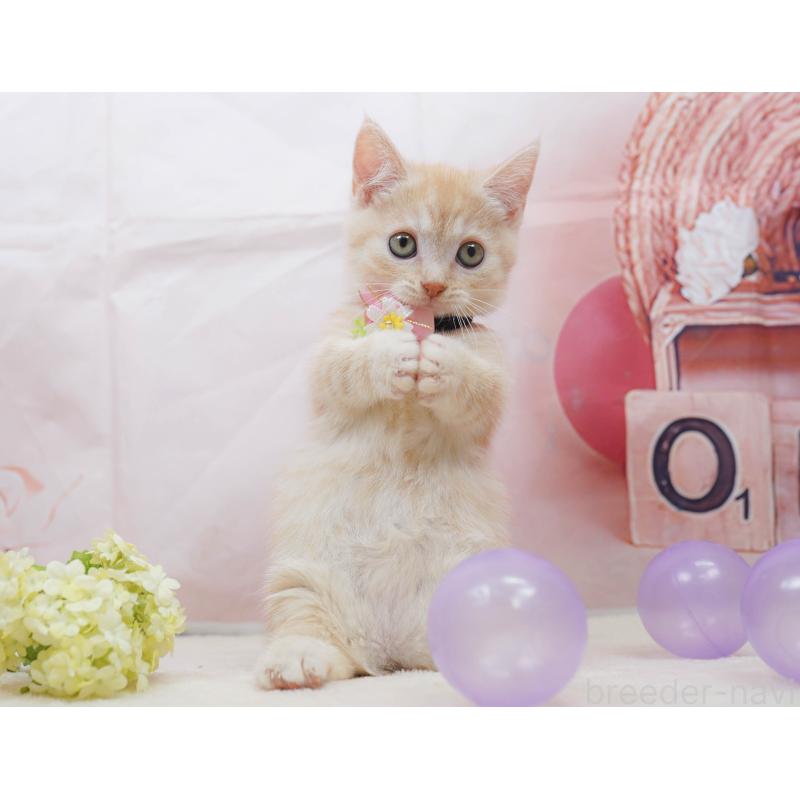 販売中の千葉県のマンチカン-132583の10枚目