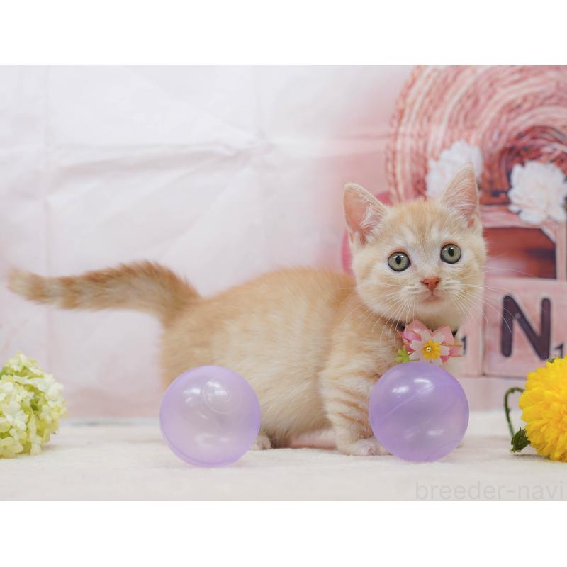 販売中の千葉県のマンチカン-132583の9枚目