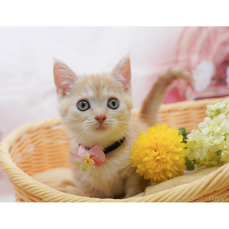 販売中の千葉県のマンチカン-132583の8枚目