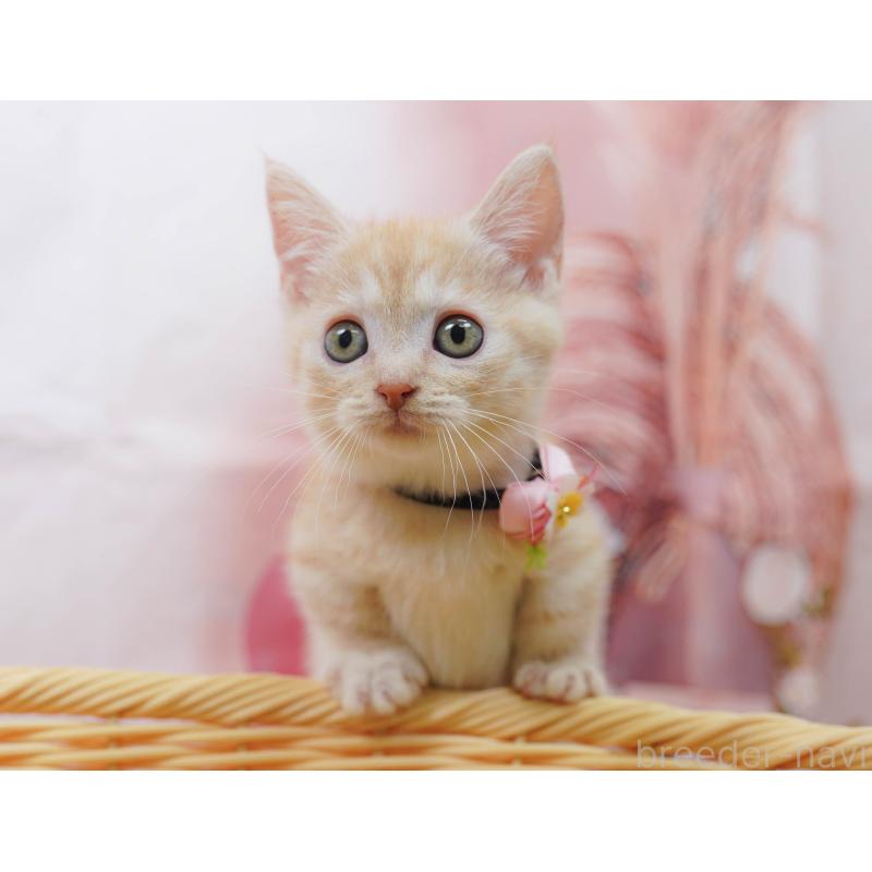 販売中の千葉県のマンチカン-132583の7枚目