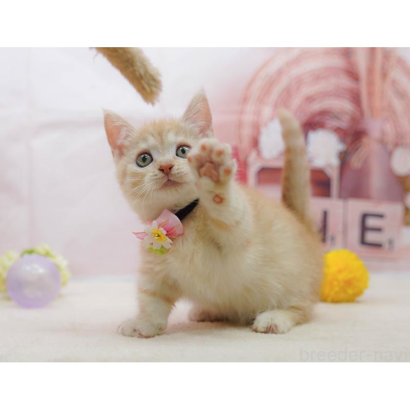 販売中の千葉県のマンチカン-132583の6枚目