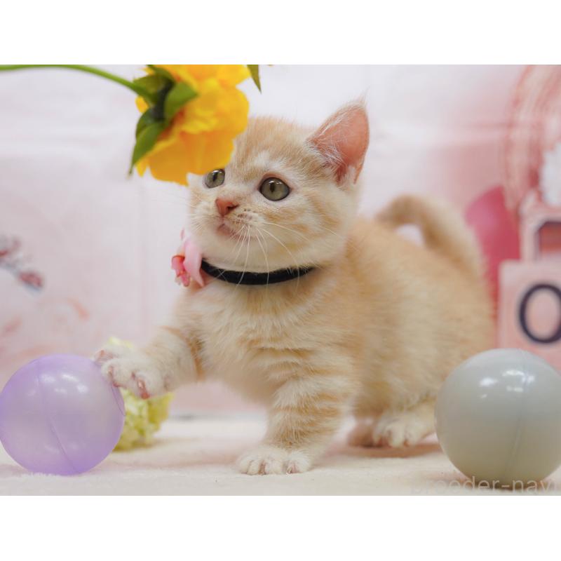 販売中の千葉県のマンチカン-132583の5枚目