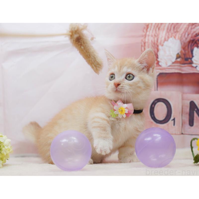 販売中の千葉県のマンチカン-132583の4枚目