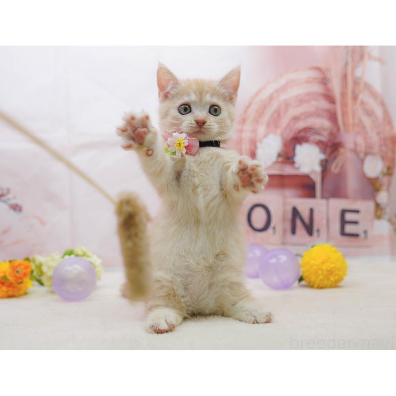 販売中の千葉県のマンチカン-132583の3枚目