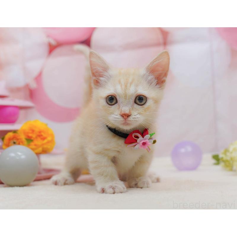 販売中の千葉県のマンチカン-132581の1枚目