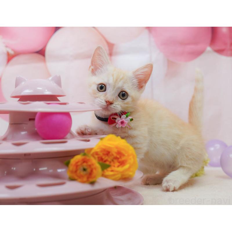 販売中の千葉県のマンチカン-132581の8枚目