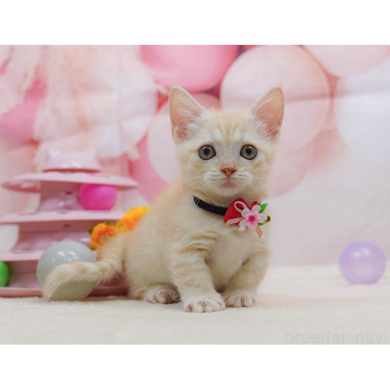 販売中の千葉県のマンチカン-132581の7枚目