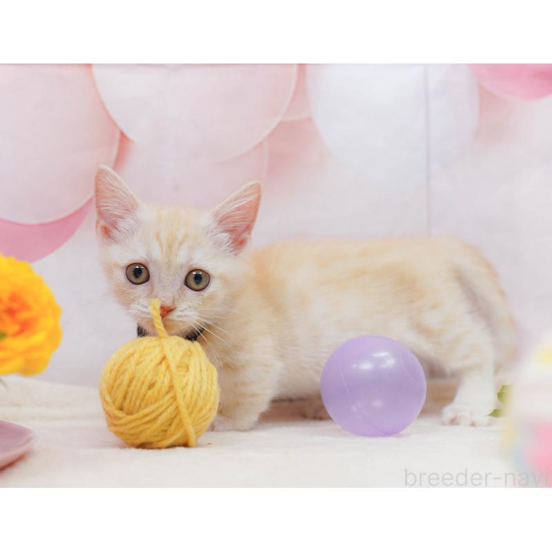 販売中の千葉県のマンチカン-132581の6枚目