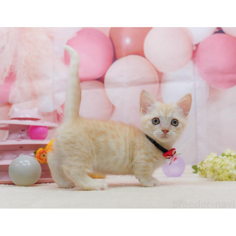 販売中の千葉県のマンチカン-132581の4枚目