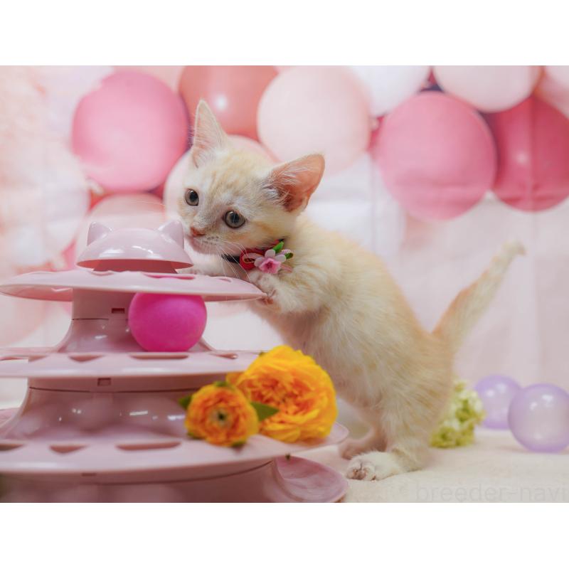 販売中の千葉県のマンチカン-132581の3枚目