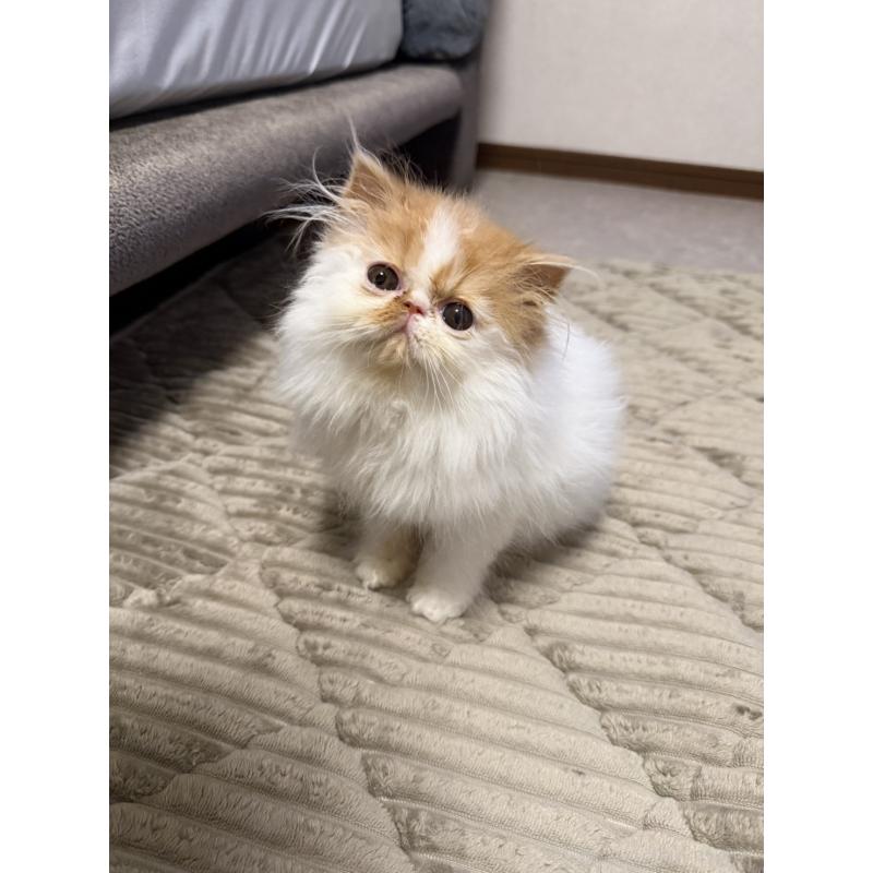 販売中の福岡県のエキゾチックショートヘア-132386の2枚目