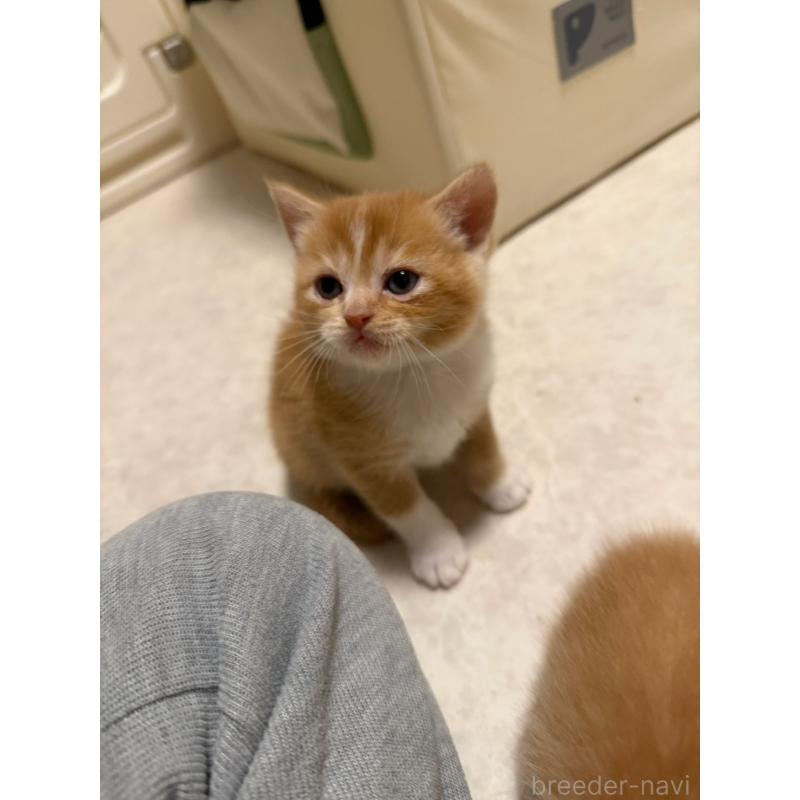 販売中の福岡県のミヌエット-132387の3枚目