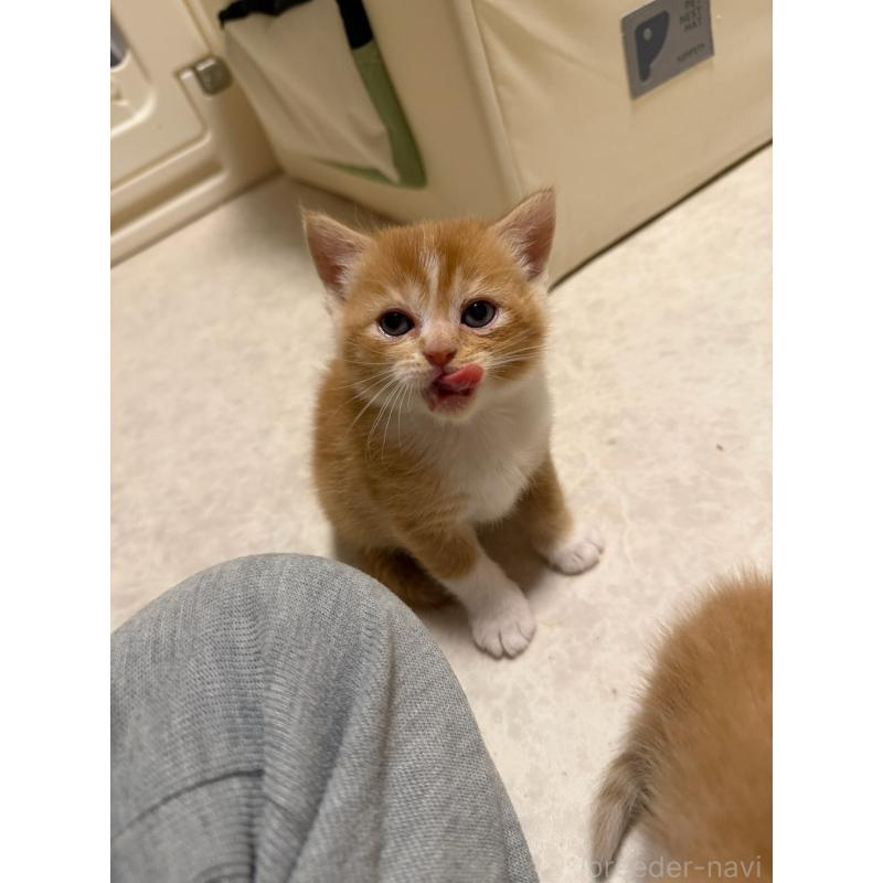 販売中の福岡県のミヌエット-132387の2枚目