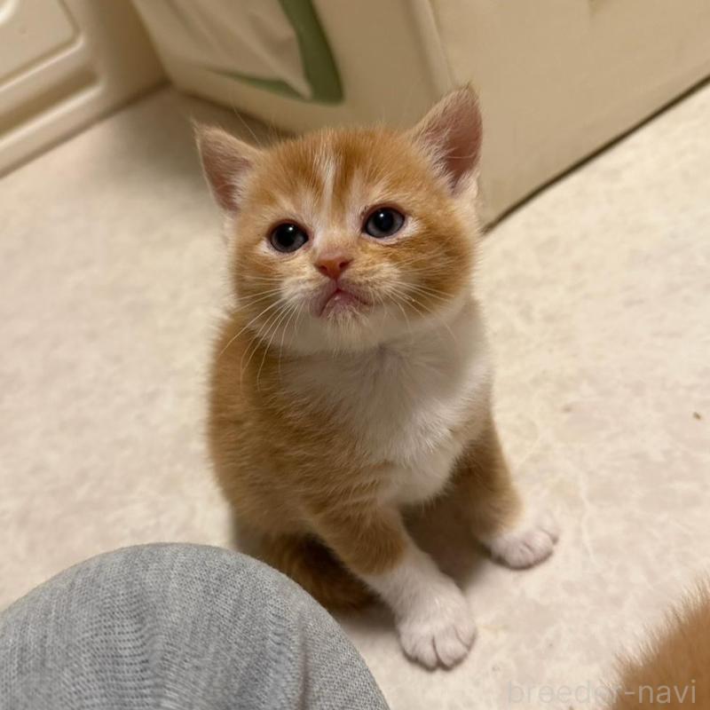 販売中の福岡県のミヌエット-132387