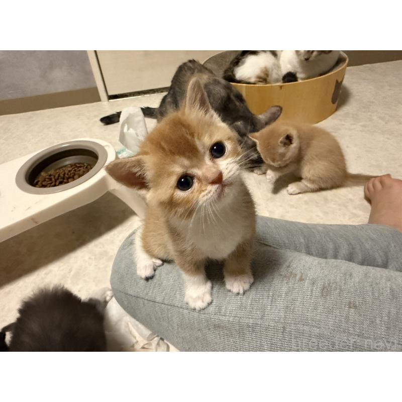 販売中の福岡県のミヌエット-132388の2枚目