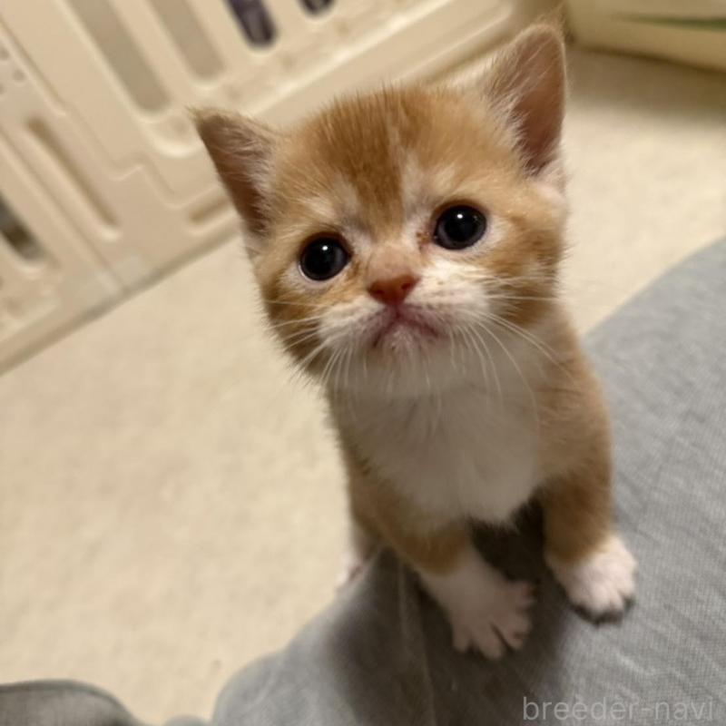 販売中の福岡県のミヌエット-132388