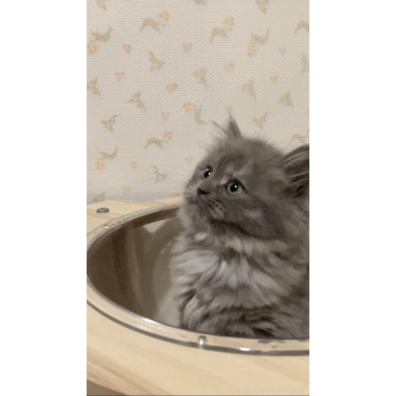 成約済の東京都のサイベリアン-132304の8枚目