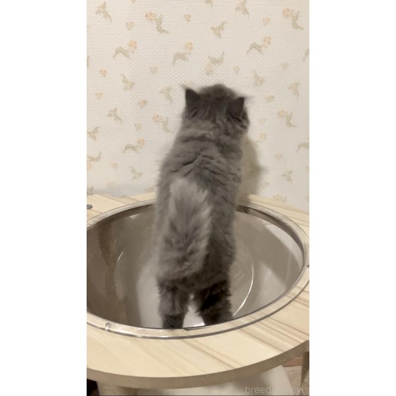 成約済の東京都のサイベリアン-132304の7枚目