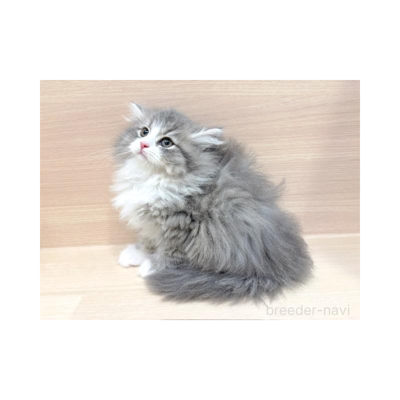 販売中の東京都のサイベリアン-132389の5枚目