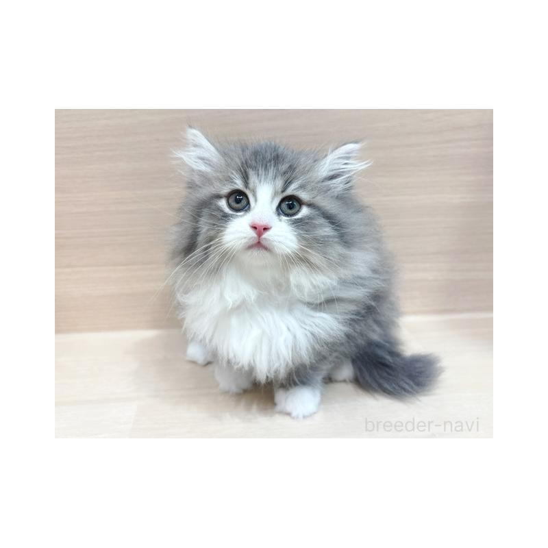 販売中の東京都のサイベリアン-132389の4枚目