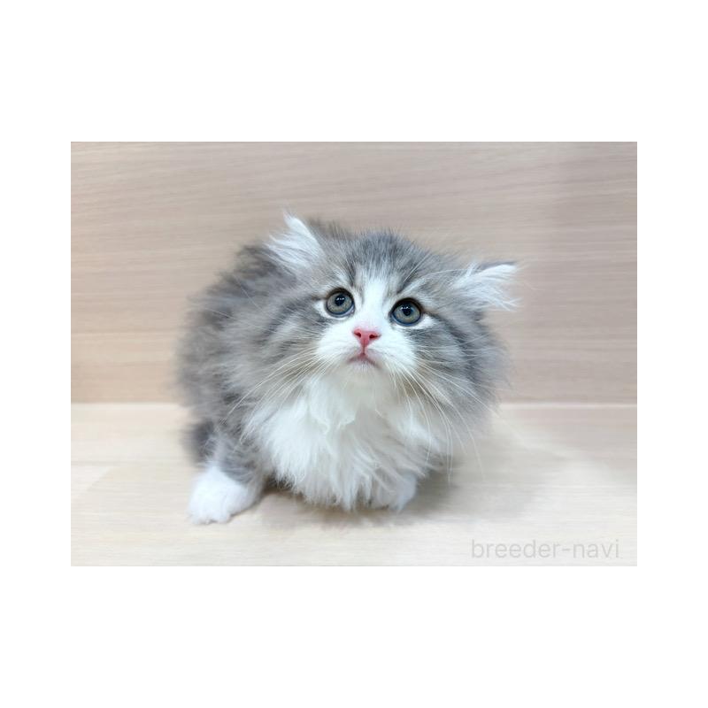 販売中の東京都のサイベリアン-132389の3枚目