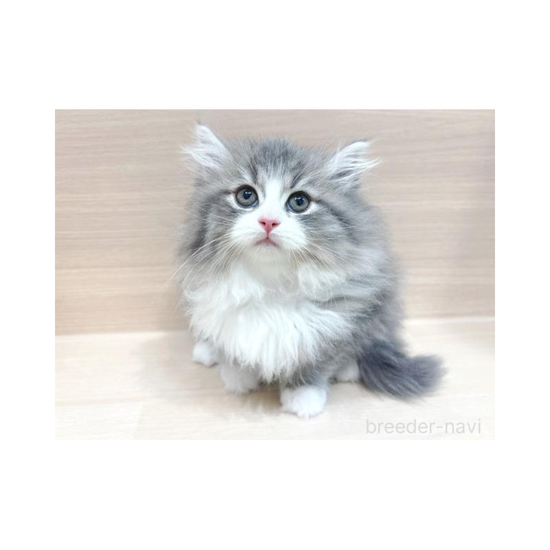 販売中の東京都のサイベリアン-132389の2枚目