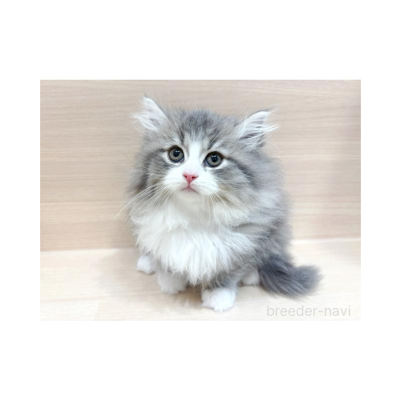 販売中の東京都のサイベリアン-132389の1枚目